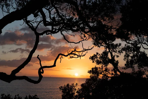 Sonnenaufgang Über Der Küste Eingerahmt Von Silhouettenblättern Und Zappelnden Zweigen — Stockfoto