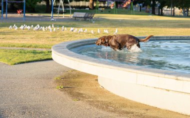 Sudaki büyük kahverengi köpek, ıslak ve yağmurlu. Memorial Park Çeşmesi 'ndeki sudan getiriliyor..
