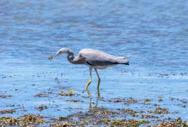 Yengeçli balıkçıl Tauranga limanında sığ sularda yüzerken yakalandı..