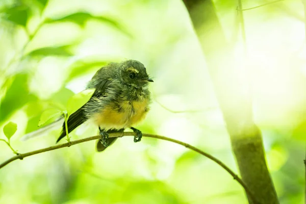 Pequeño Pájaro Árbol Nueva Zelanda Fantail Árbol Con Hojas Ramas — Foto de Stock