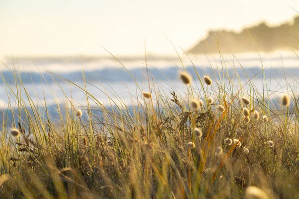 Циклон Коди Больших Волн Набухает Золотистой Растительностью Пляжа Кролика Хвоста — стоковое фото
