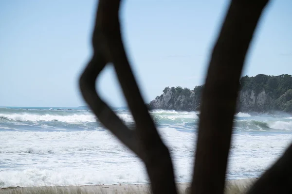 Дерево Расплывчатый Силуэт Пляже Горы Маунгануи Серфинг Фон — стоковое фото