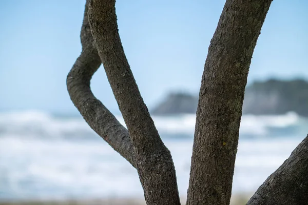 Δέντρο Σιλουέτα Στην Παραλία Όρος Maunganui Surf Θολή Στο Παρασκήνιο — Φωτογραφία Αρχείου