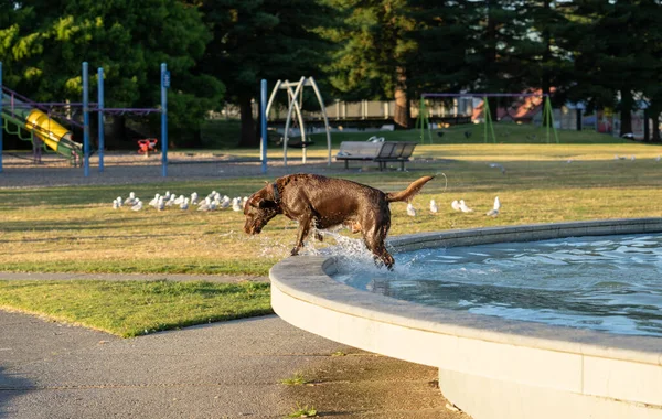 Большая Коричневая Собака Воде Мокрая Потрепанная Воде Мемориальном Парке Фонтан — стоковое фото