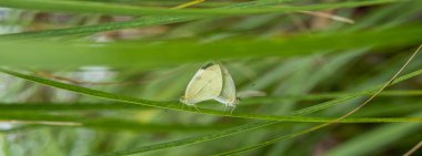 Beyaz kelebek yaprak üzerinde çiftleşiyor.