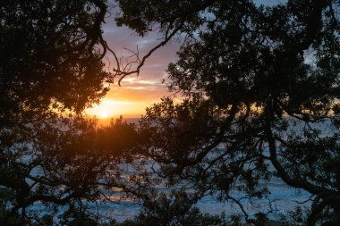 Uzak ufukta gün doğumunun altın parıltısı siluet derin pohutukawa dalları tarafından çerçevelenmiş Maunganui Dağı 'nın siluetinde..
