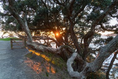 Uzak ufukta gün doğumunun altın parıltısı pohutukawa yaprakları ve Maunganui Dağı 'nda uzun dallar boyunca uzanır..