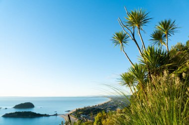 NZ lahana ağacının altında ufka uzanan uzun kıyı şeridi Yeni Zelanda 'daki Maunganui Dağı' nın doğuşunda mavi gökyüzünün altında ve yaprakların altında..
