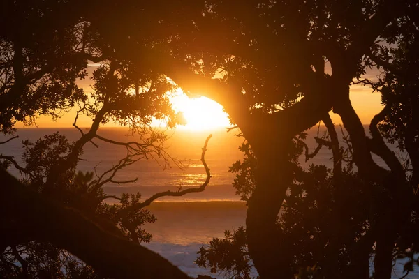 Golden Glow Sunrise Distant Horizon Framed Deep Pohutukawa Foliage Silhouette — Stock Photo, Image
