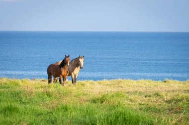 Kırsal kesimde deniz ve mavi gökyüzüne karşı birlikte duran iki at..