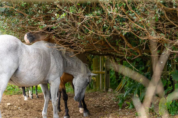 在Te Kaha新西兰的特写特写 站在后备箱的树荫下躲避阳光的马 — 图库照片