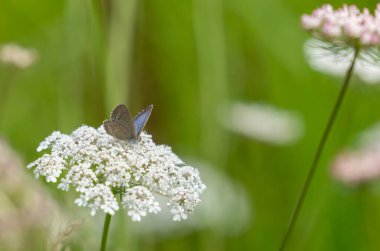 Raupraha 'nın bakır kelebeği Yeni Zelanda Doğu Burnu' nda Kraliçe Anne 'in dantel yaban çiçeğini tozlaştırıyor..
