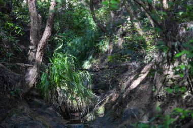 Güneş ışığı, Waihirere Şelaleleri 'ne giden yolda çimleri yakalıyor..