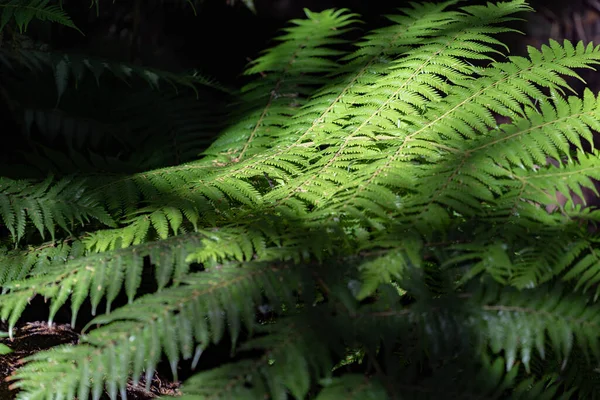 Closeup Tree Fern Frond Captures Sunlight Canopy Shadows New Zealand — Photo