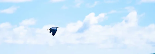 White Faced Heron Flies Blue Cloudy Sky East Coast Bay — Stock Photo, Image