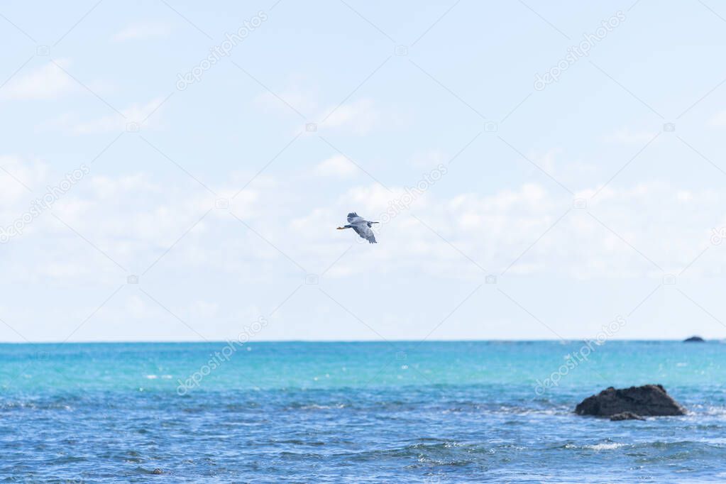White-faced heron flies soaring over sea over rugged rocky coastline and view to horizon on east coast of Bay Of Plenty, New Zealand at Raukokore.