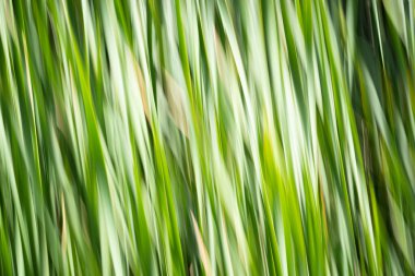 Bulrush empresyonist görüntü kasıtlı kamera hareketi yeşil.