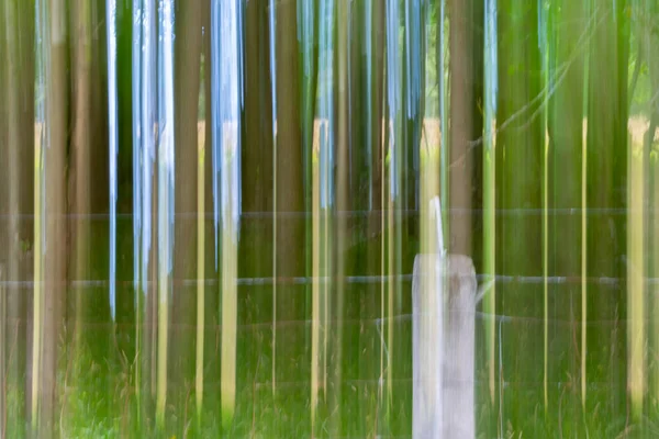 Impressionismo Natura Dominante Boschetto Verde Betulle Blurs Verticale Palo Recinzione — Foto Stock