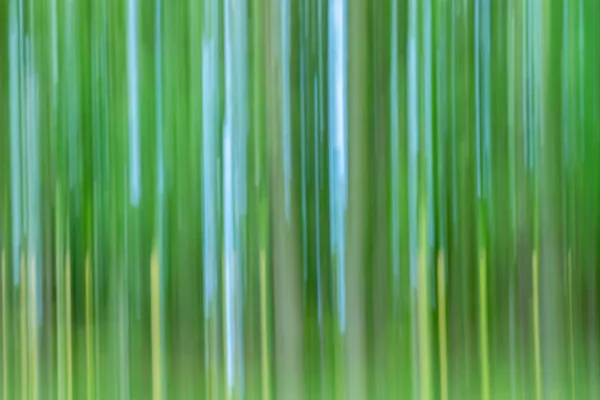 Impressionismus Der Natur Dominierender Grüner Birkenhain Vertikal Verschwimmt — Stockfoto