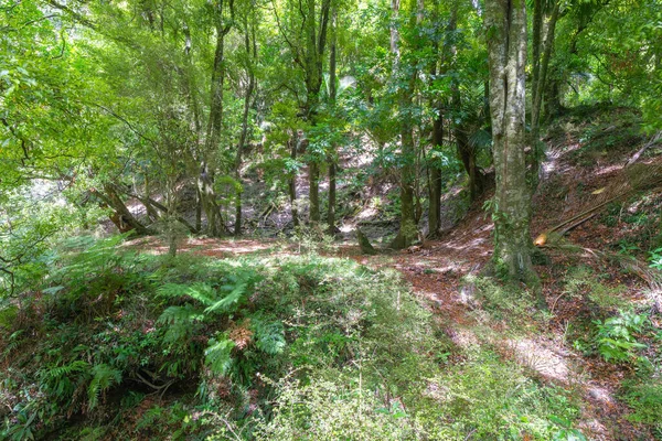 Ambiente Florestal Neozelandês Vegetação Luxuriante Costa Leste Ilha Norte Nova — Fotografia de Stock