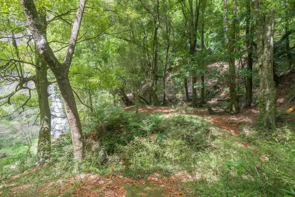 Nueva Zelanda Bosque Ambiente Exuberante Vegetación Costa Este Isla Del — Foto de Stock