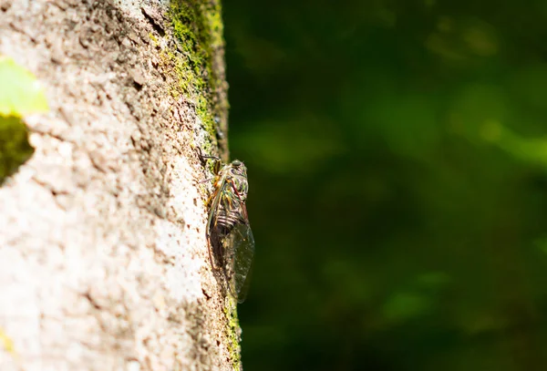 Cicada Árvore Caminhão Floresta Fotografia Inseto — Fotografia de Stock
