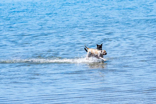 Zwei Hunde Spielen Wasser Rennen Und Jagen Und Planschen — Stockfoto