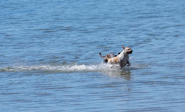 水の中で遊んでいる2匹の犬が水を追いかけます — ストック写真