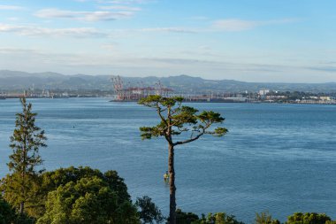 Maunganui Dağı 'nın alt yamacında, Tauranga Limanı konteynır terminali manzaralı ilginç bir çam ağacı biçimi.