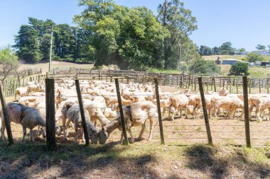 Kuzey Yeni Zelanda 'nın doğu kıyısındaki Waipiro Körfezi yakınlarındaki eski posta ve tel çitlerden yeni kesilmiş koyun bahçesi..