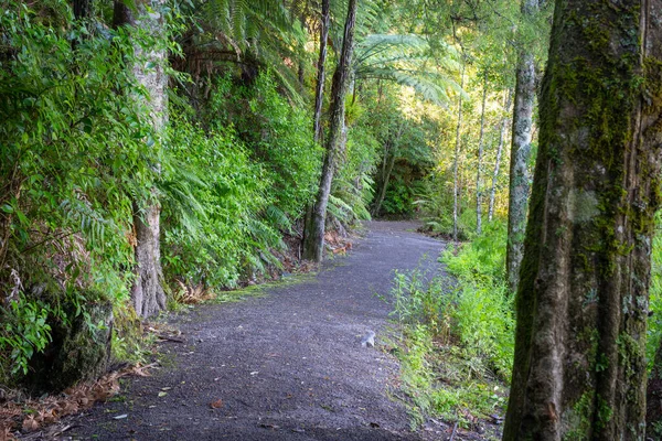 Mclaren Falls Tauranga Scenic Shady Walks Lake — Stock Photo, Image