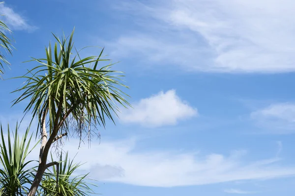 Cordyline Árbol Col Nueva Zelanda Izquierda Imagen Contra Cielo Azul —  Fotos de Stock