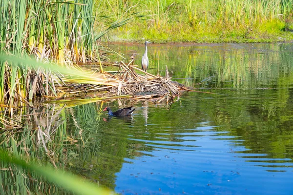 Juvenile White Faced Heron Standing Dry Bulrushes Wetland Pond Watching — Stock Photo, Image