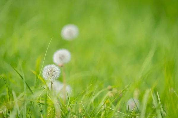 Delicato Dente Leone Semi Testa Con Bokeh Altri Due Che — Foto Stock