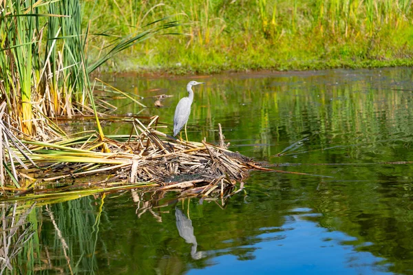 Juvenile White Faced Heron Standing Dry Bulrushes Wetland Pond Reflected — Stock Photo, Image