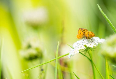 Beyaz kır çiçeğinin üzerindeki küçük renkli kelebek yakın plan.