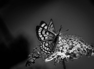 Beyaz kır çiçeğinin üzerindeki küçük renkli kelebek yakın plan.