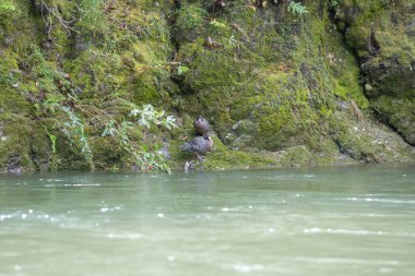 Doğal mavi ördek çifti manzaralı Waioeka Vadisi ve nehir manzaralı su taşlı nehir yatağının üzerinden akar..