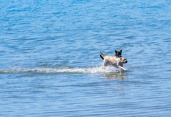 Dois Cães Praia Sendo Brincalhão Juntos Correndo Salpicando Água — Fotografia de Stock