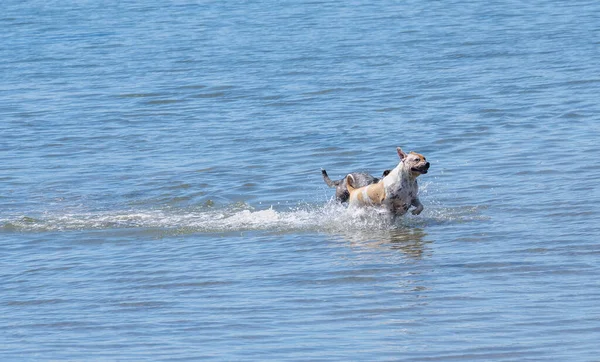 2匹の犬が一緒に遊んで水に飛び散った — ストック写真