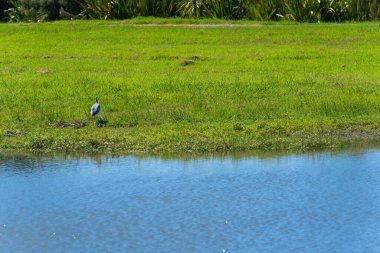 Beyaz yüzlü balıkçıl göleti Kopurerua Vadisi, Tauranga 'da sulak arazi ve çalılık boyunca yürüyor..