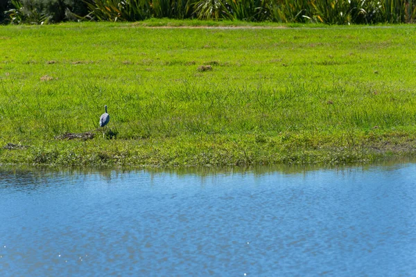 Lagoa Com Garça Rosto Branco Passarela Através Zona Húmida Arbusto — Fotografia de Stock