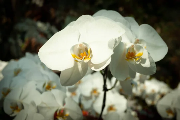 Gros Plan Sur Les Orchidées Singapour Jardins Bay — Photo
