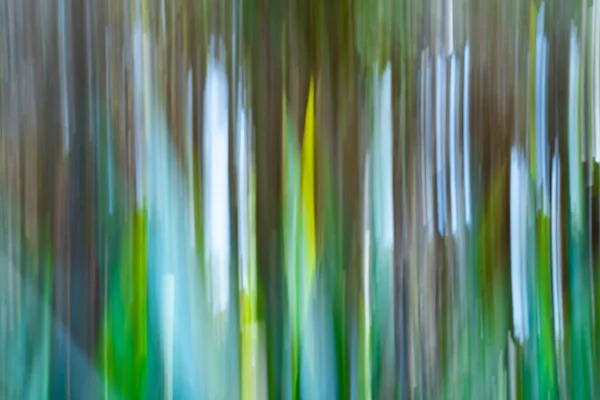 Motion Wazig Impressionistische Stand Van Nieuw Zeelandse Kool Bomen — Stockfoto