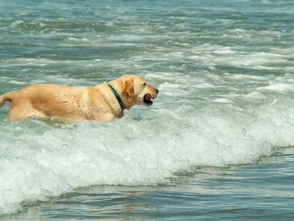 Золотая Собака Играет Серфинг Низкой Воде Летних Ретро Цветах — стоковое фото