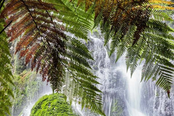 Зеленые Листва Папоротника Обрамляют Каскадный Водопад Известный Водопад Невесты — стоковое фото