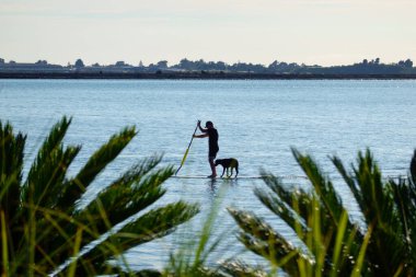 Tauranga Yeni Zelanda - 18 Mart 2022; Tauranga limanında evcil köpekle birlikte kürek çeken adam.