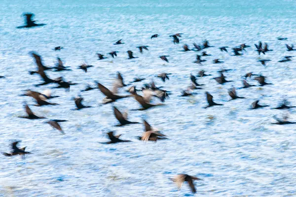 Flight Cormorant Rozmazaný Pohybu Letu Nad Modrou Vodou — Stock fotografie