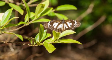 Yeşil yaprakların üzerinde bataklık kaplanı kelebeği, Avustralya.