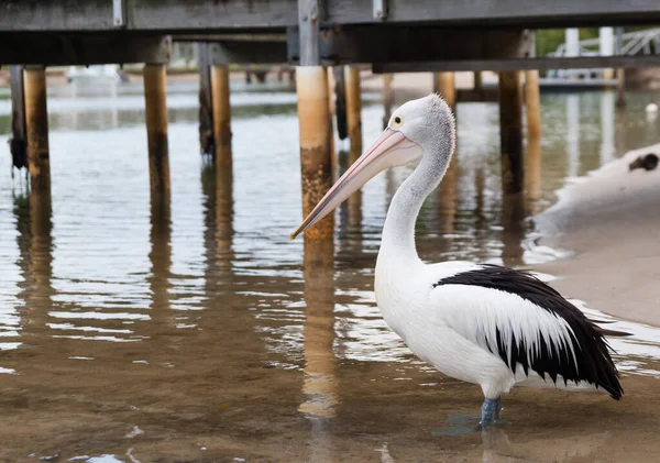 Pelicano Australiano Sob Cais Queensland Austrália — Fotografia de Stock